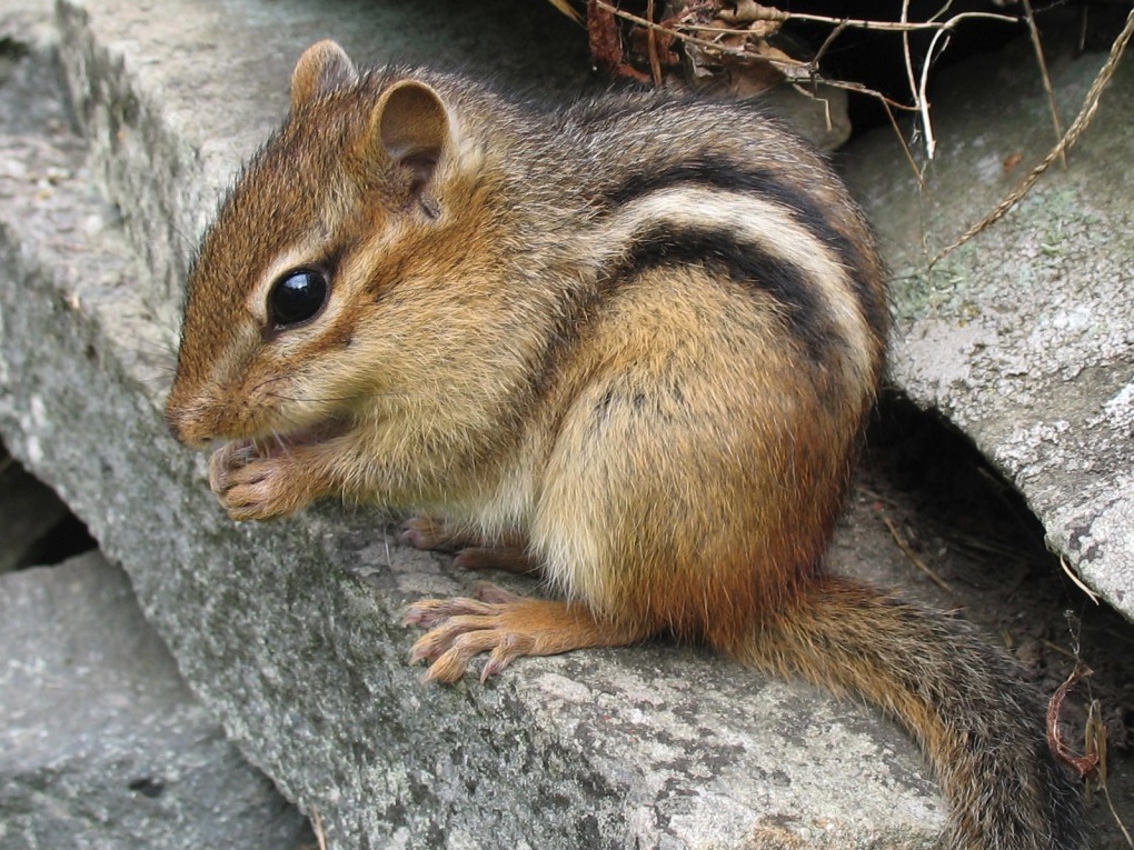 chipmunk on log